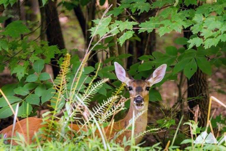 best course in big canoe